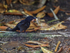 Black-hooded Antshrike (male) with food, Drake Bay, Costa Rica