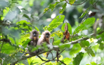 Young mandrills