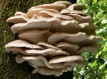 Oyster Mushroom (02)