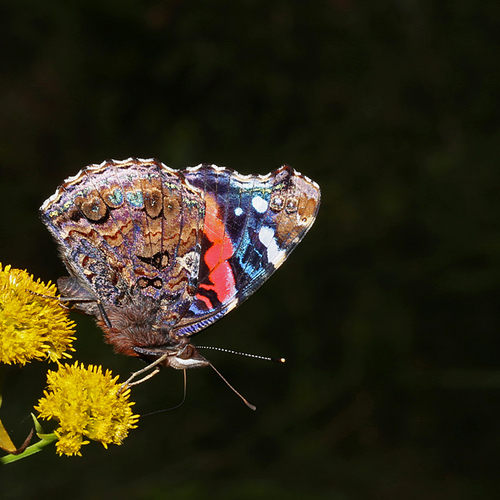 A Red Admiral nectaring on Goldenrod.