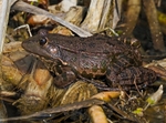 Marsh Frog