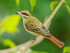 Streaked Flycatcher, Costa Rica