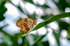 King Swallowtail Butterfly - DSC_4134