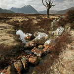 Lone Tree, Glen Coe