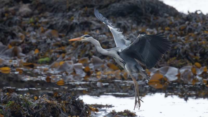 Grey Heron - Kildonan - Isle of Arran - Scotland
