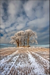 Hoar Frost & Snow Field