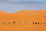 IMG_5428 Merzouga, Morocco