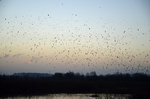 Starlings