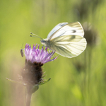 19th June Green Veined White