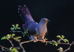 Male Cuckoo