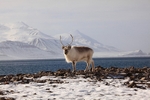 Reindeer 6716