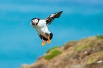 Jumping Puffin