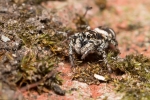 Jumping Spider