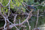 Green (Green-backed) Heron portfolio
