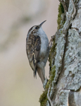 Treecreeper