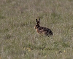 No.0086 Brown Hare