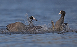 Coot - Fulica atra