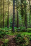 Early Autumn Sunrays