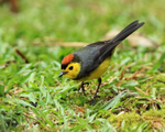 Collared Redstart portfolio
