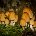 Bronze-Digital-Dave Bolton-woodland inkcap cluster