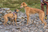 Fellside-468