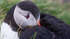 Puffen Cute 5
