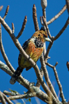 Crested Barbet portfolio