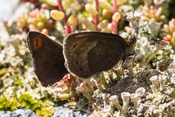 Piedmont Ringlets