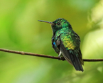 Violet-bellied Hummingbird (male), Panama