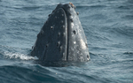 Humpback whale