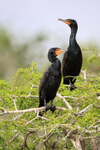 Double-crested Cormorants, Blue Cypress Lake, Florida