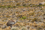 Rhea on the Altiplano