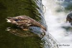 Mallard Duck on the Edge, River Lagan, Shaw's Bridge, Belfast.