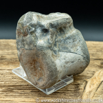 vert193 Crocodile Steneosaurus vertebrea
