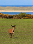 Red Deer in a field on Islay