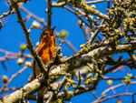 Robin