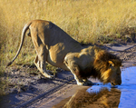 Lion drinking