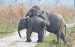Elephant's crossing