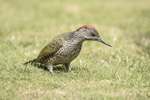 Green Woodpecker (juv)