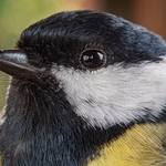 Head of Great tit  (Parus major). 