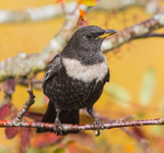 Ring Ouzel