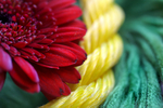Flowers Set 05 - 23