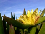 Sea flower