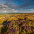 Heather at Curbar