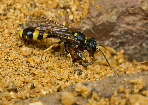 A female [i]Mellinus arvensis[/i] digger wasp excavating her burrow. A Warwickshire garden, July 2014. Note how she r…