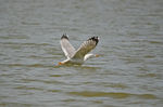 Yellow-legged Gull