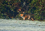 Red Fox