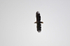 White-tailed Eagle
