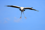 Wood Stork parachuting, Wakodahatchee Wetlands, Florida