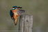 Kingfisher (Alcedo atthis) landing